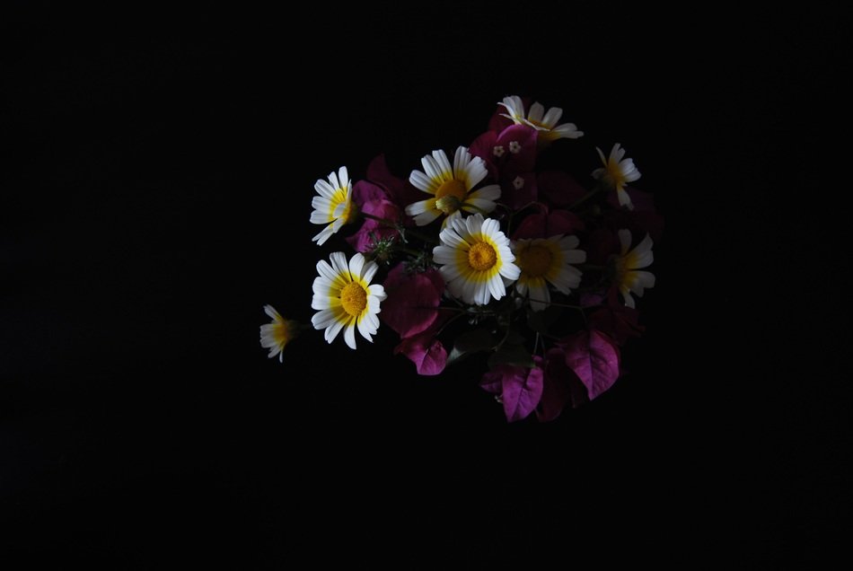 flowers still life dark background