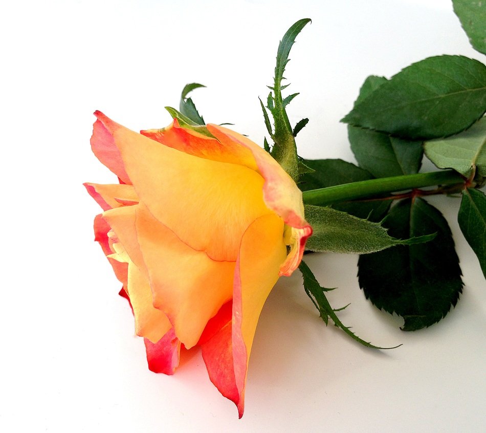 rose flower yellow beautiful