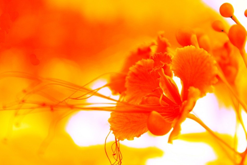 yellow background flower