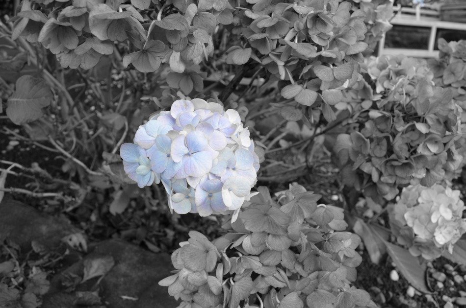 last blue flowers nature seasons