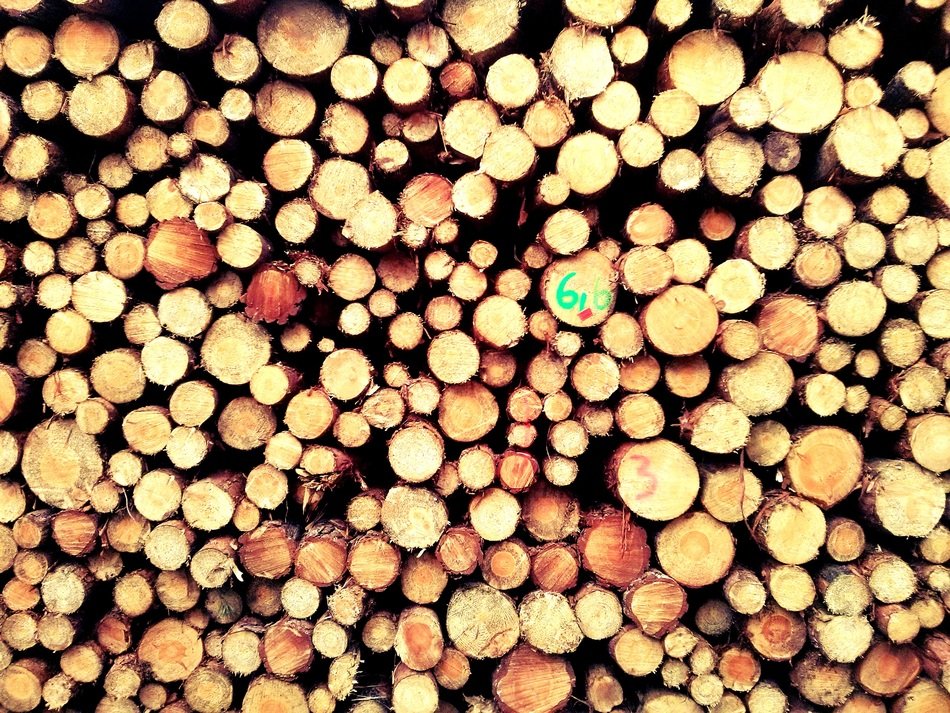 wood forest nature trunk texture