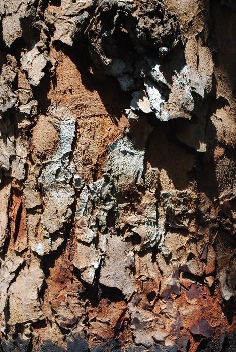 mahogany tribe bark indonesia