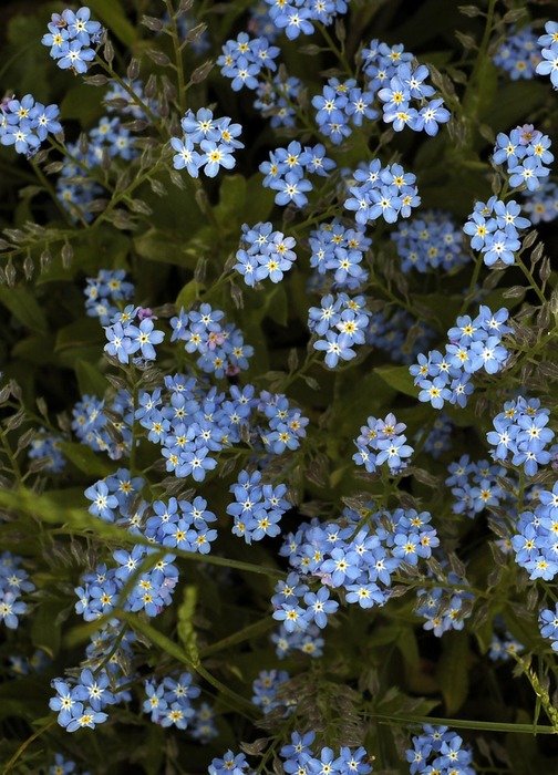 flowers blue background garden