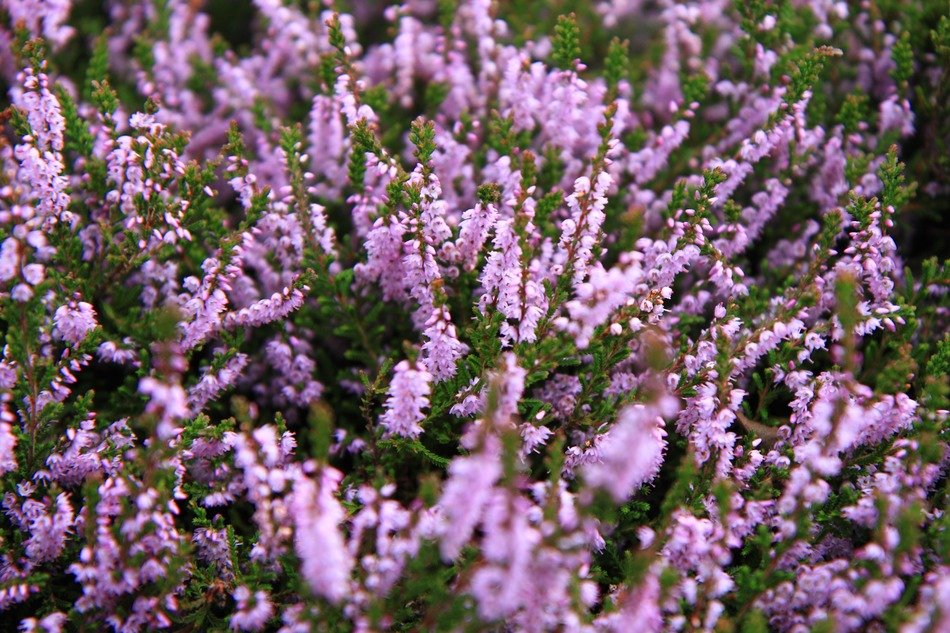 background bloom blossom detail