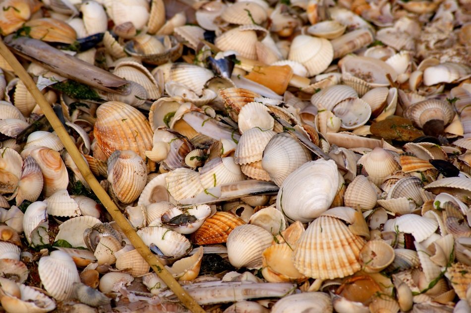 mussels many mess color beach