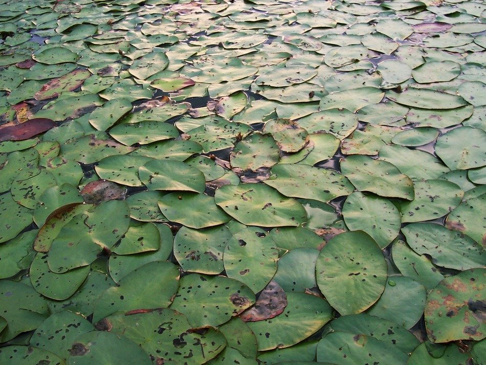 lily pads background