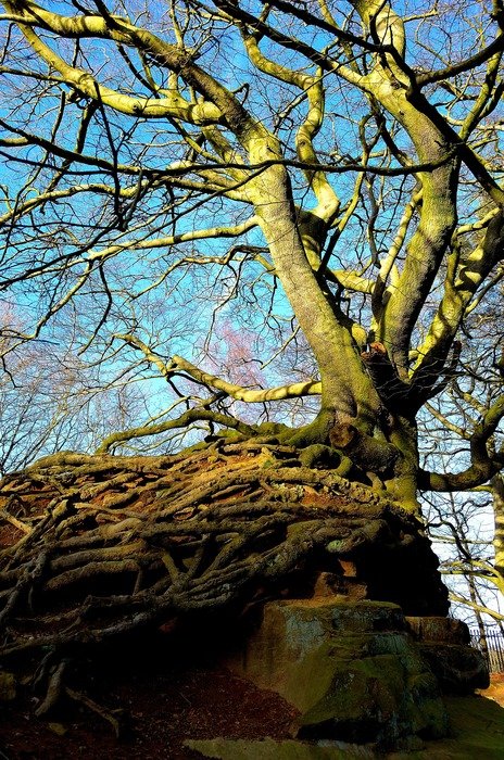 old rock tree nature background