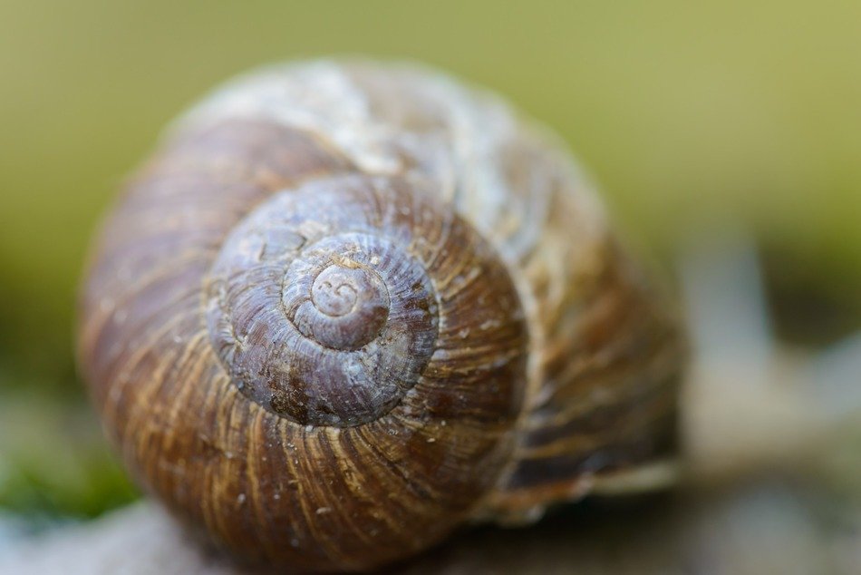shell snail blurred background