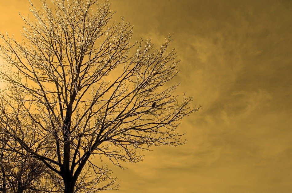 yellow sky and frozen tree