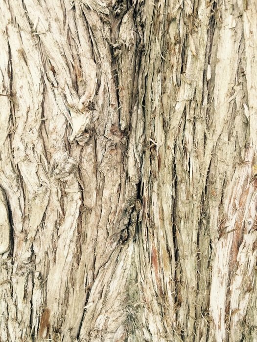 tree bark wood dry texture
