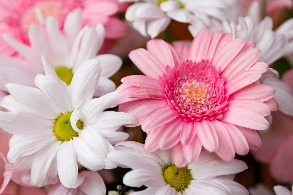 background with pink and white flowers