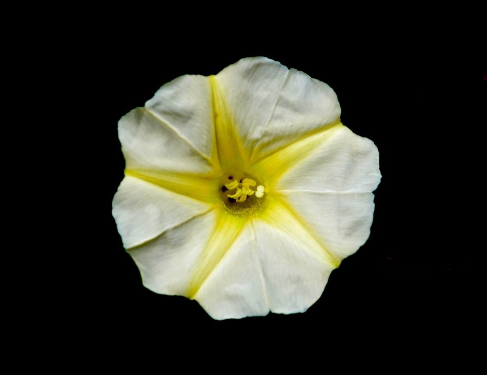 flower yellow white