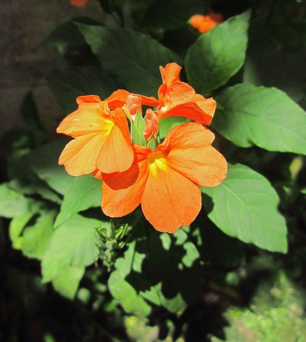 flower yellow flowers leaves