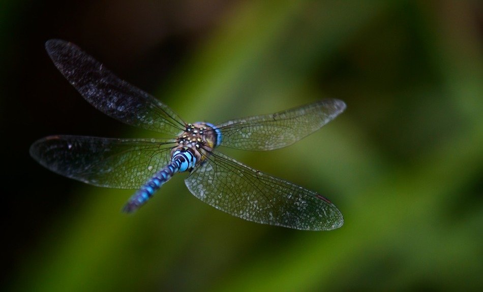 dragonfly fly background blurred