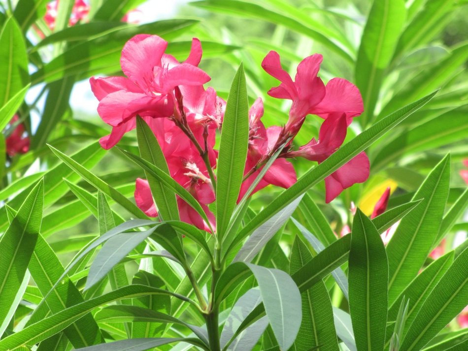 pink flowers greenery