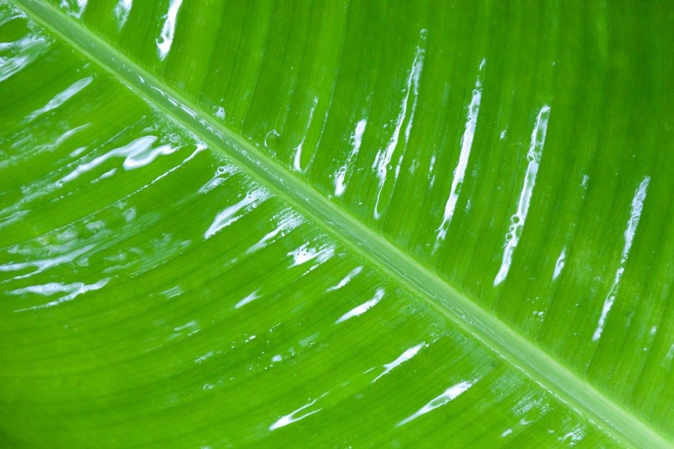 background detail dew drop flora
