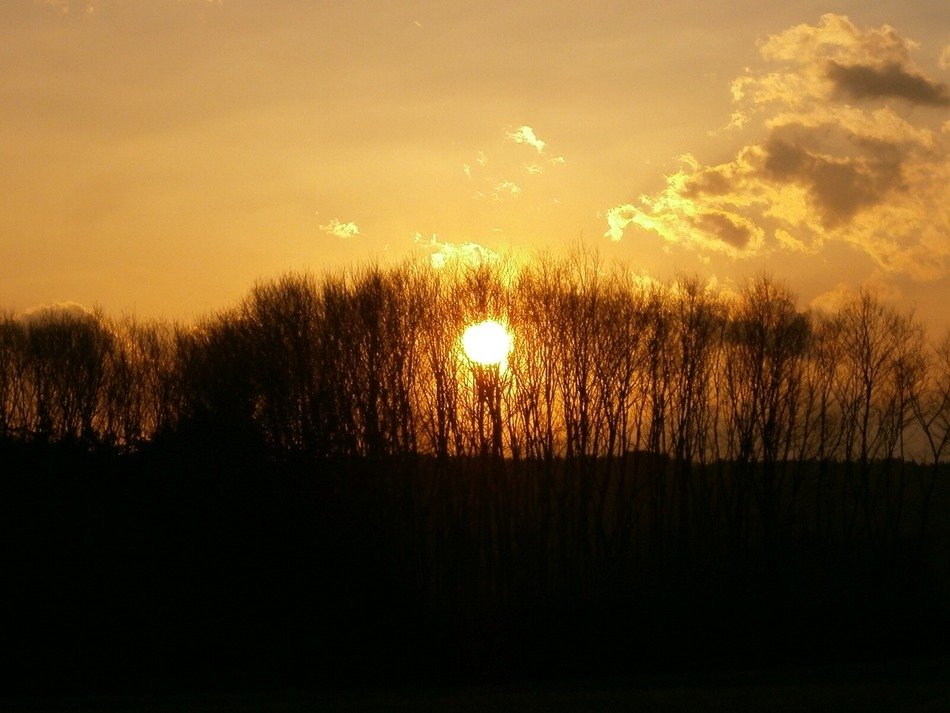 background evening sunset forest