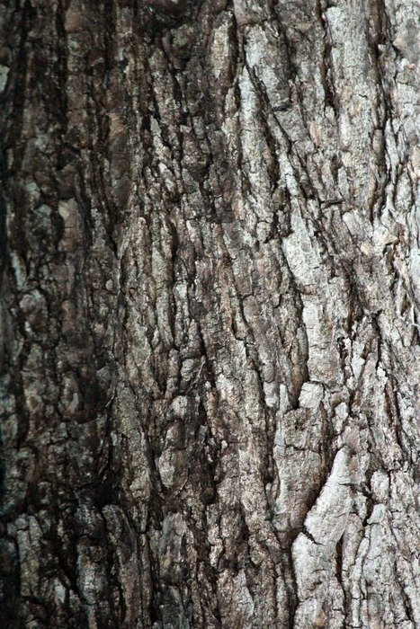 tree bark texture woody