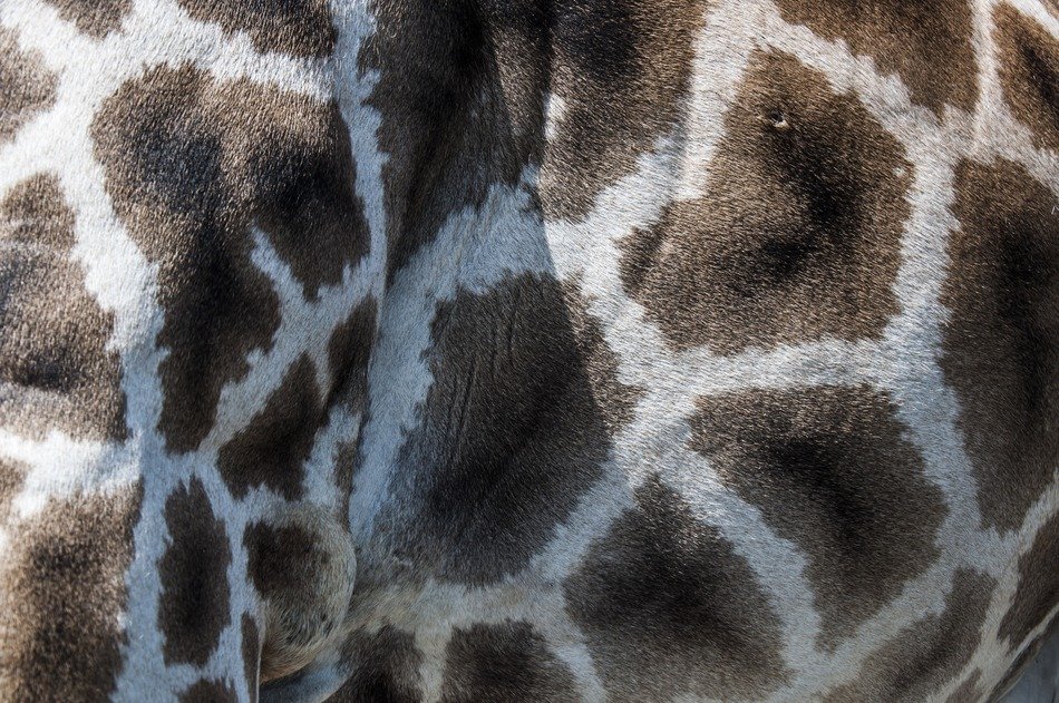Giraffe fur pattern zoo animals free image download