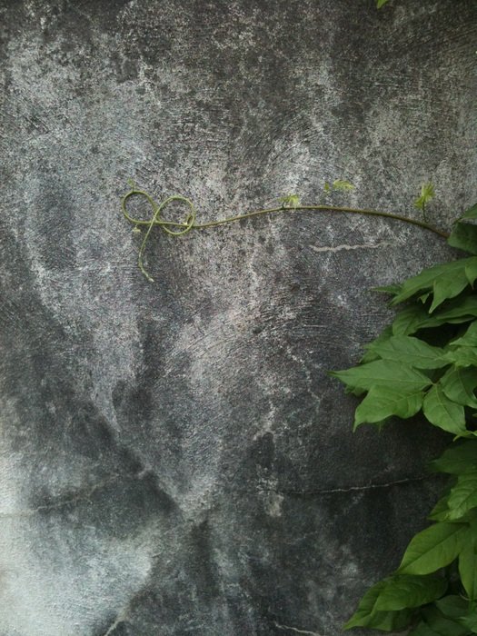 vine curl grey wall tendril