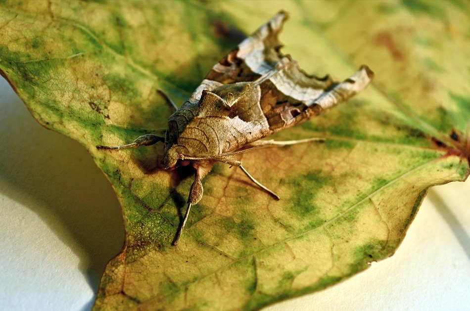 antenna antennae brown bug
