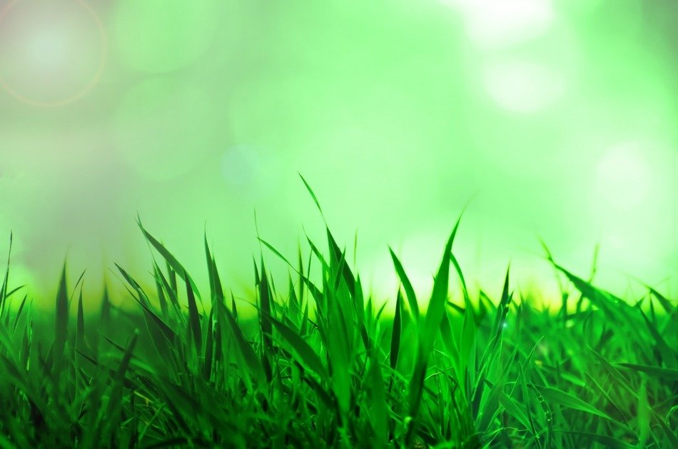 blurred background with green spring grass