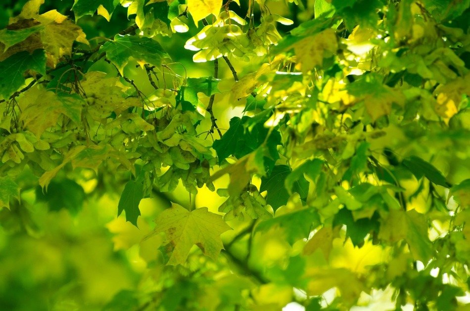 leaf leaves background grass