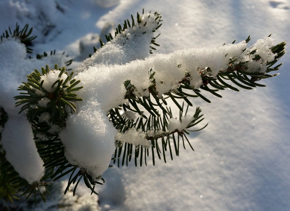 tannenzweig snowy snow