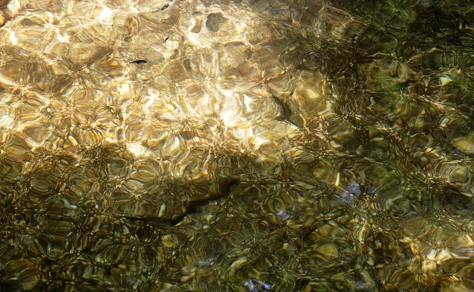 water frog creature lake tadpole