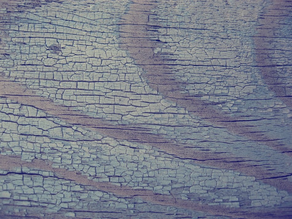tree texture closeup wood