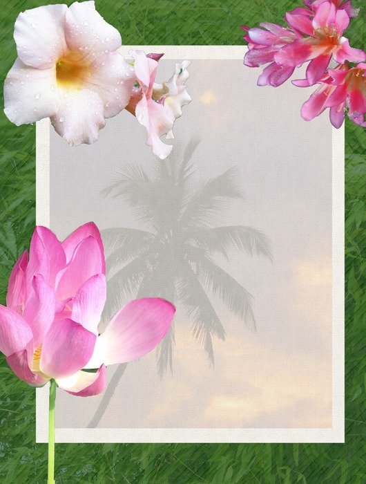 flowers tropical tropics beach