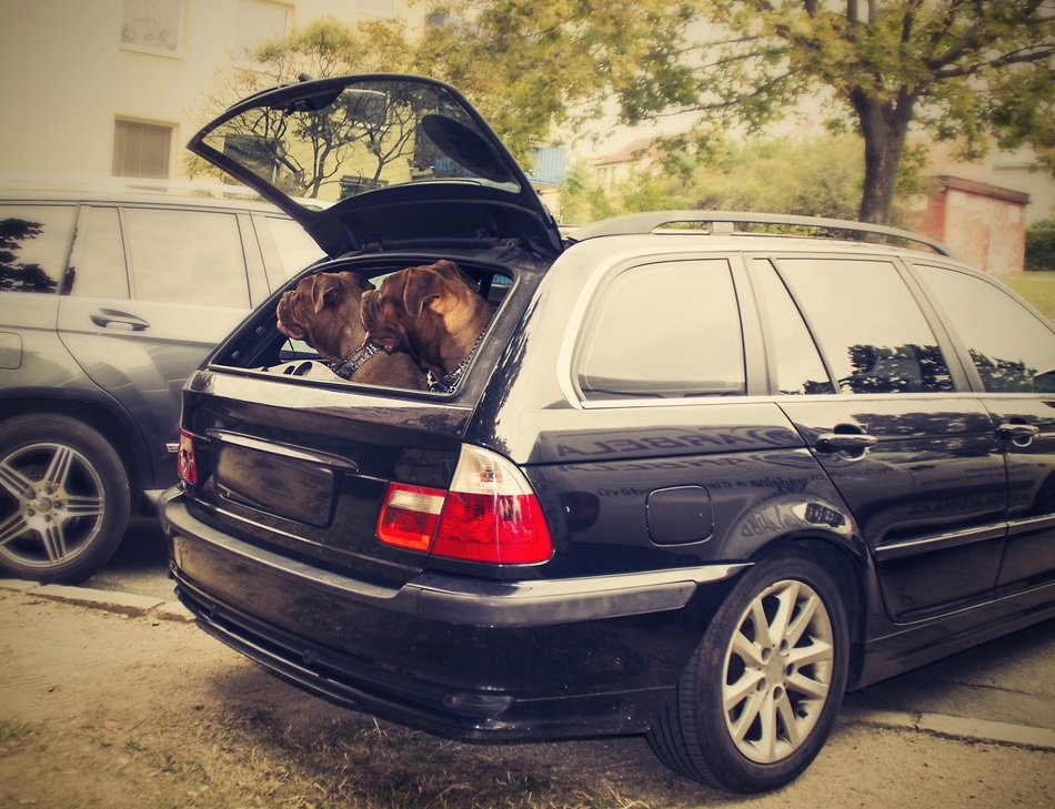 bordeaux background dog auto