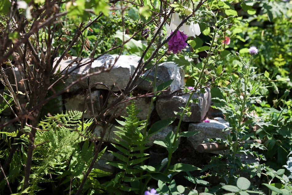 dry stone wall natural garden ferns