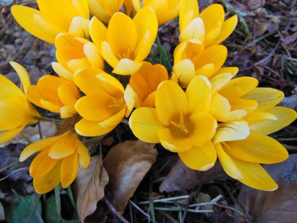 withered foliage yellow crocus