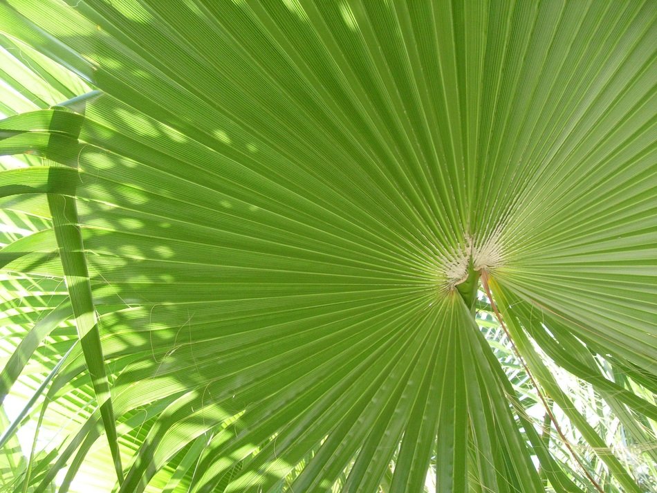 palm green tropical nature design