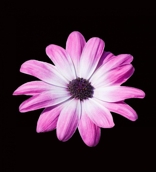 flower beautiful daisy pink purple