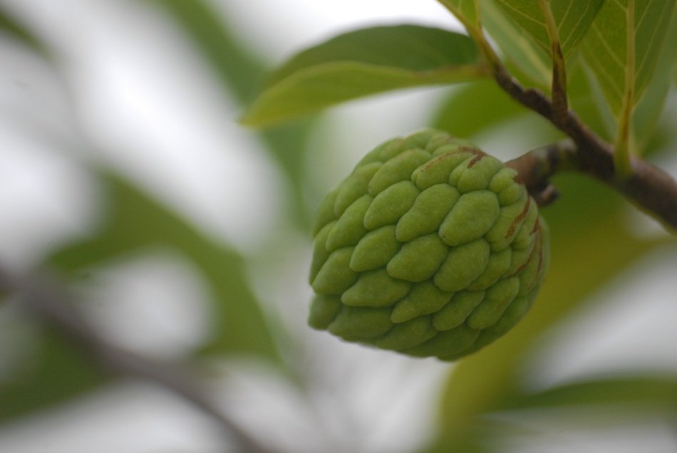 custard apple background green leaf