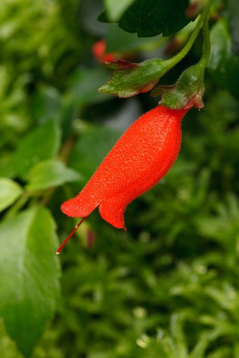 closeup picture of the red bloom in a garden
