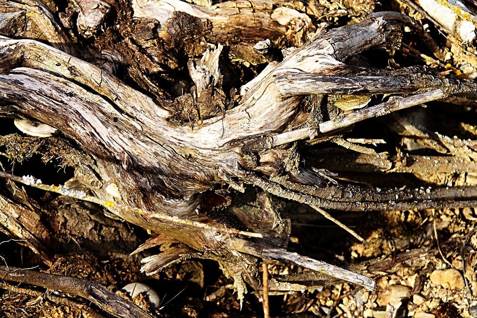 wood nature dry background