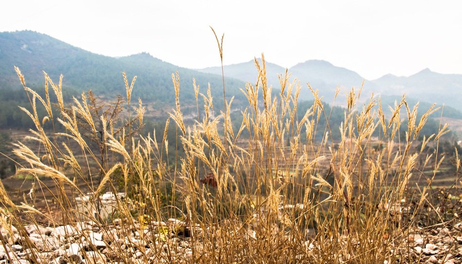 withered spikes in mountains