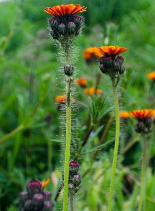 bright orange flowers in the grass