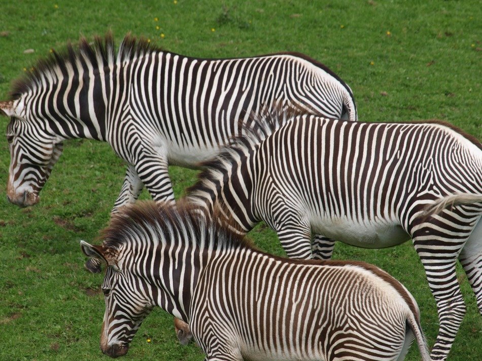 zebras horses animals mammals