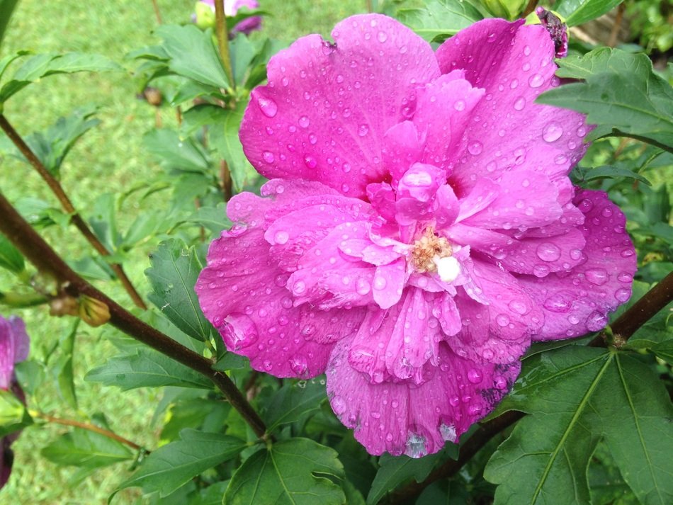 spring pink flowers nature