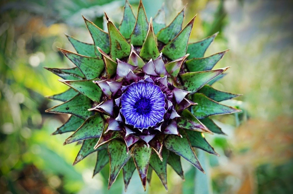 thistle symbol scotland flowering