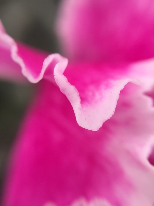 flower leaf nature pink petal