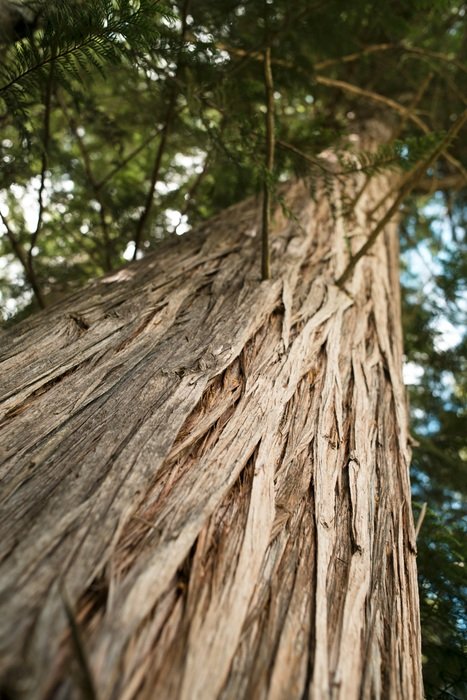 tree texture nature wood wooden