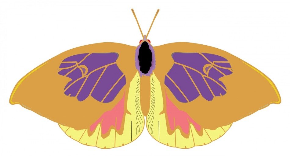 color cartoon white monarch