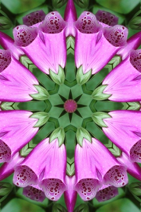 flowers digitalis pink abstract
