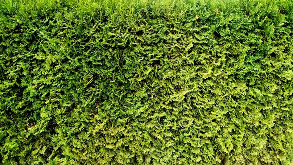 green foliage outdoor texture