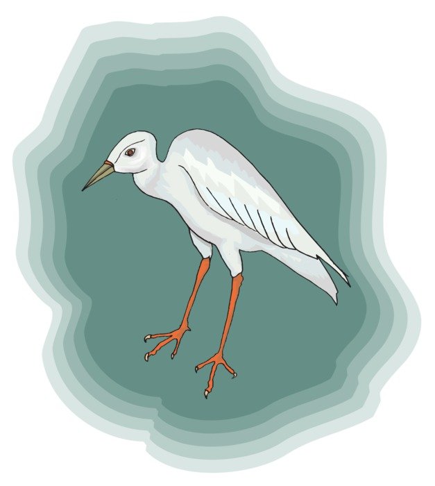 bird white heron standing
